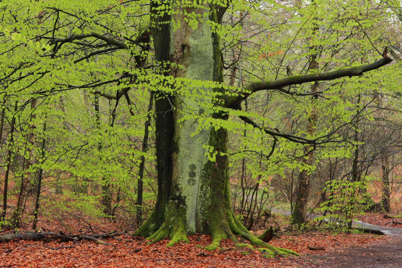 Zartes Buchengrün