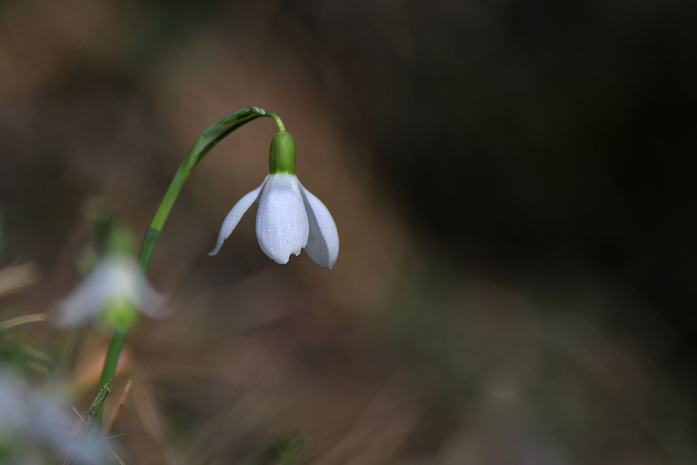 zartes Erwachen