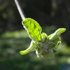 Zartes Erwachen aus dem Winterschlaf