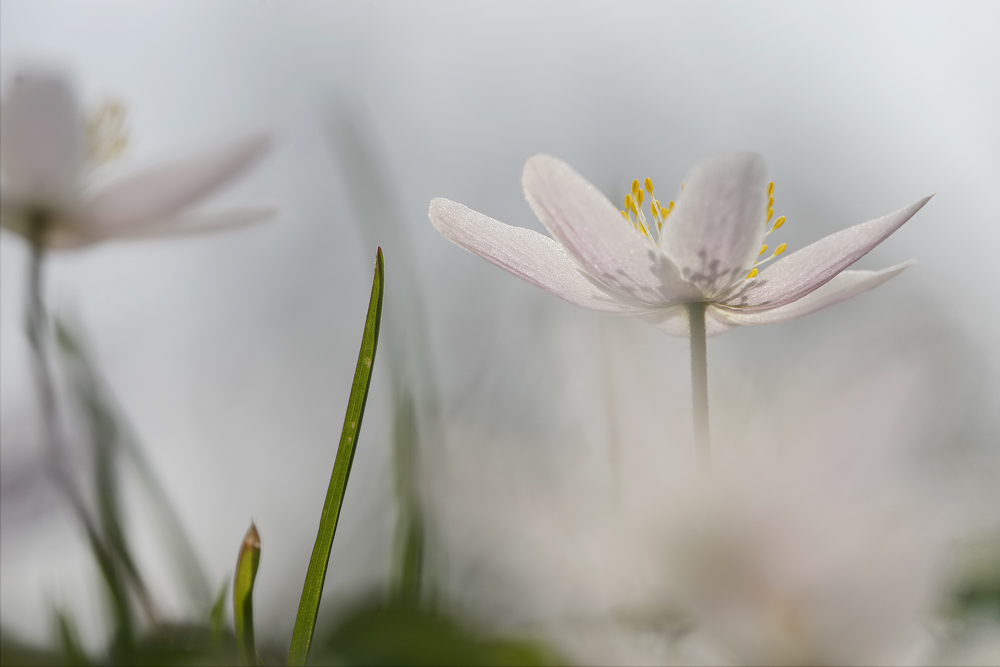 zartes Frühlingserwachen