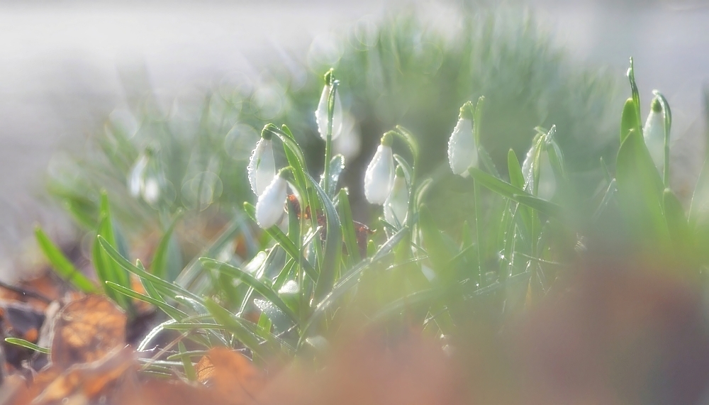 zartes Frühlingserwachen