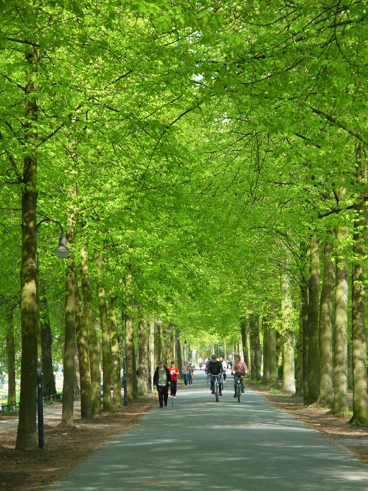 Zartes Frühlingsgrün an Münsters Promenade