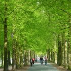 Zartes Frühlingsgrün an Münsters Promenade