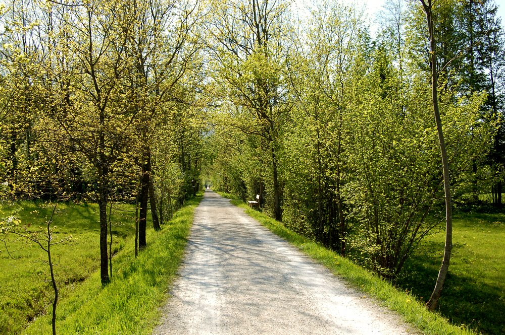 Zartes Frühlingsgrün im Blinklingmoos