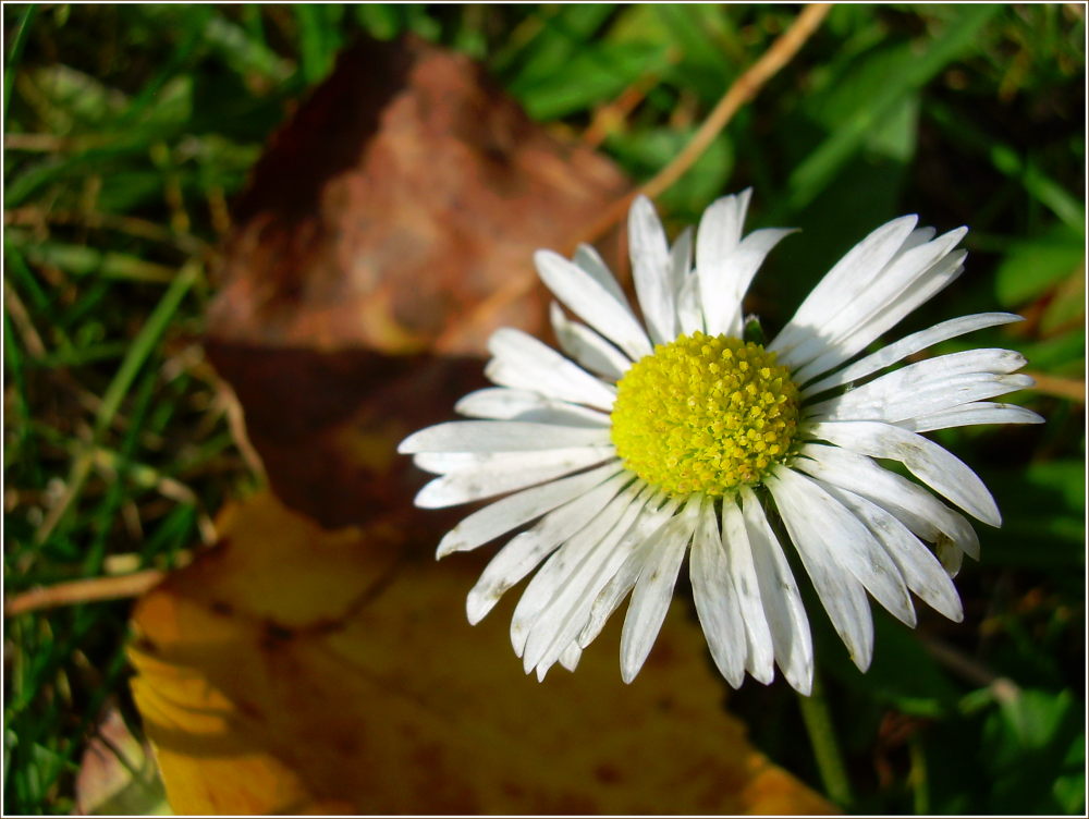 zartes Gänseblümchen