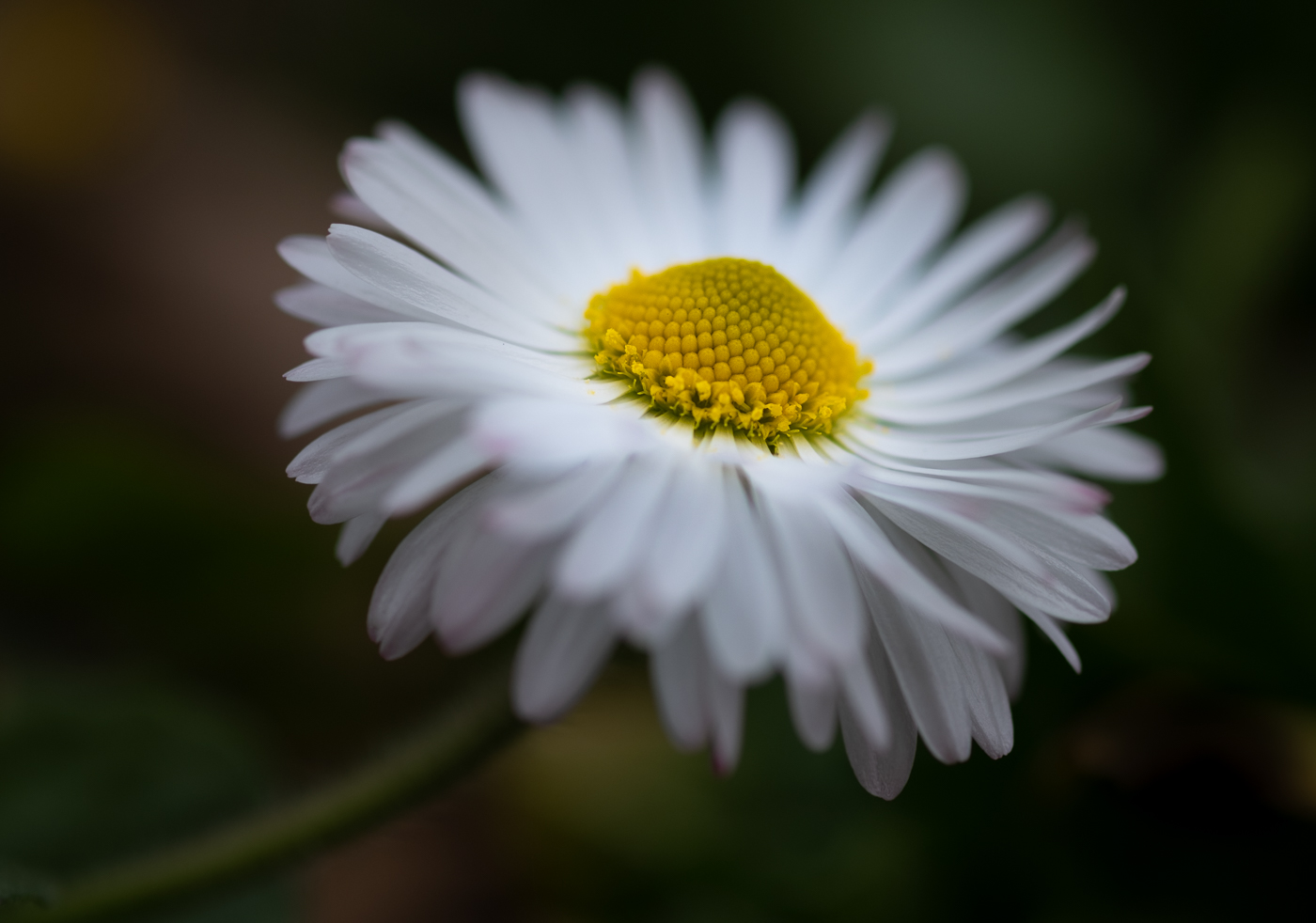 Zartes Gänseblümchen