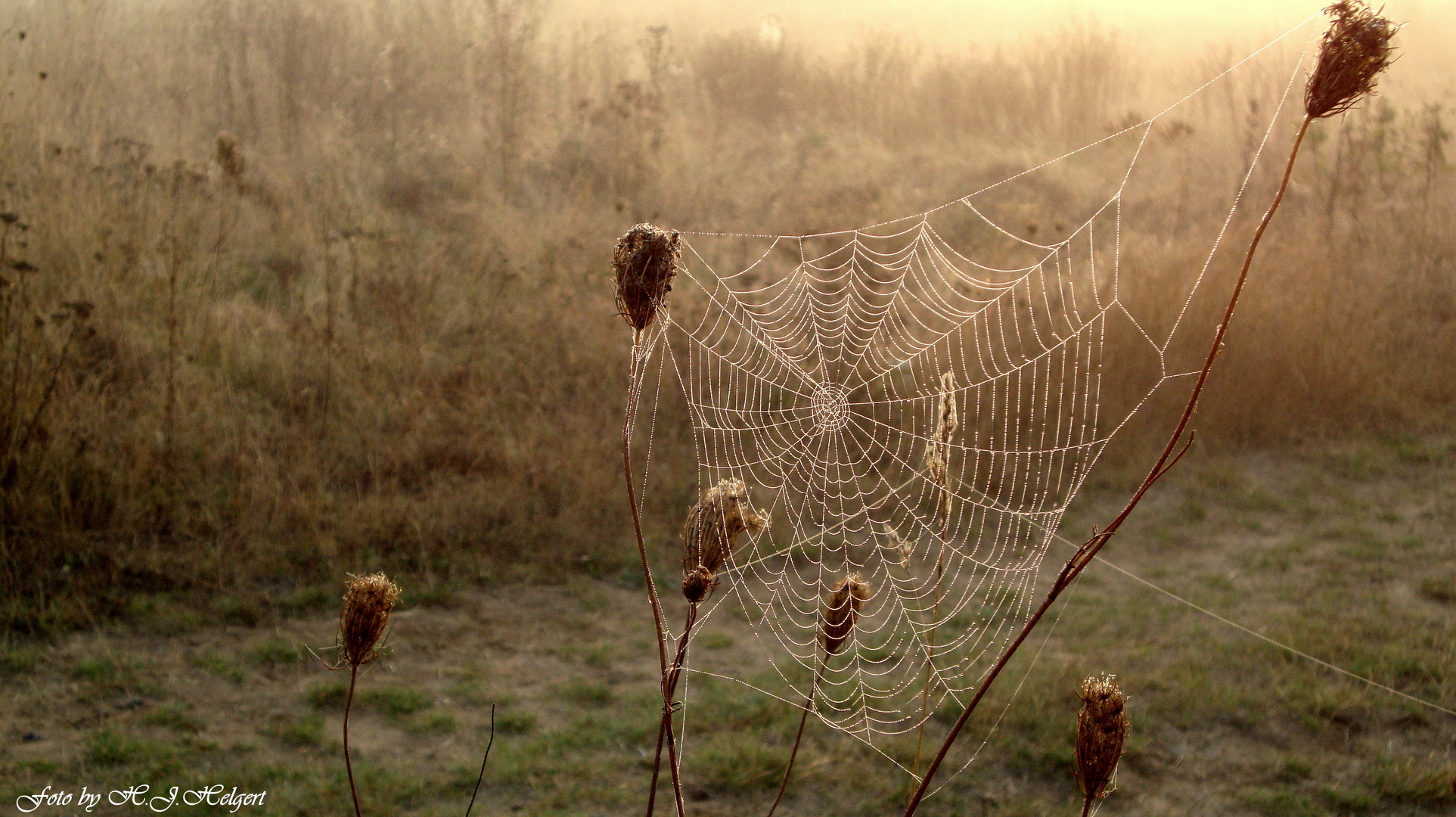 Zartes Gebilde im September-Morgenlicht