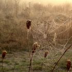 Zartes Gebilde im September-Morgenlicht