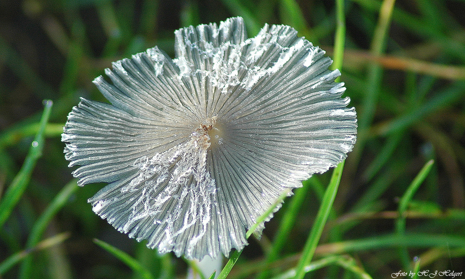 Zartes Gebilde / Pilz