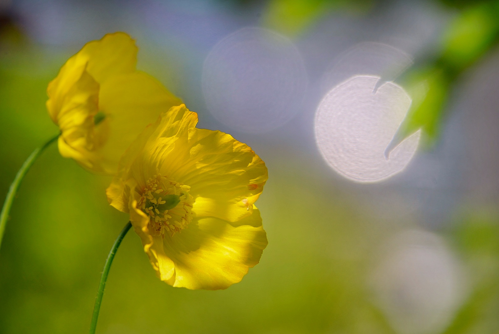 Zartes Gelb einer Mohnblüte