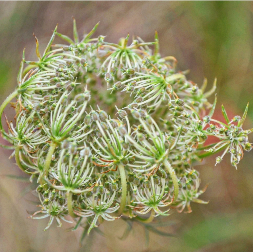 zartes Gerüst einer Wiesenblume