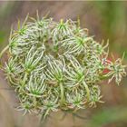 zartes Gerüst einer Wiesenblume