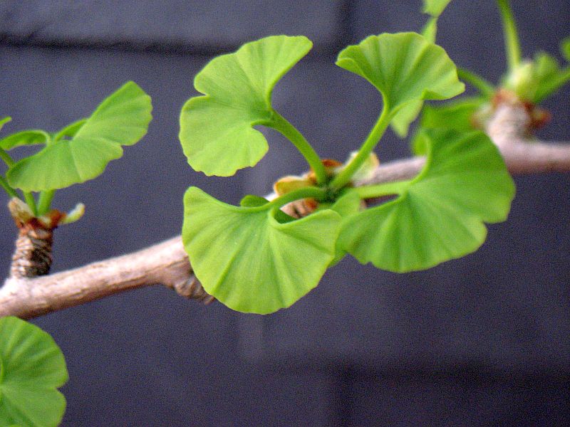 Zartes Gingkogrün