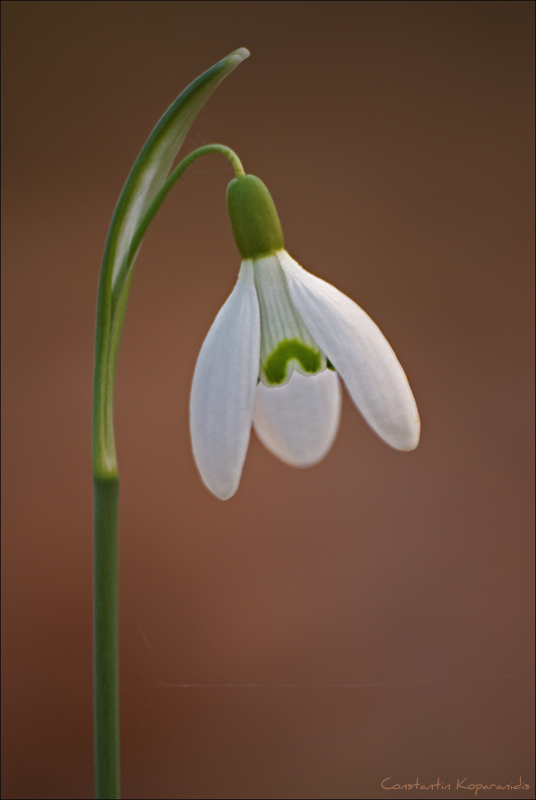 Zartes Glöckchen