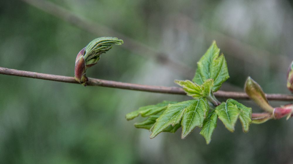 Zartes Grün