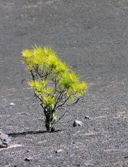 Zartes Grün im Aschefeld