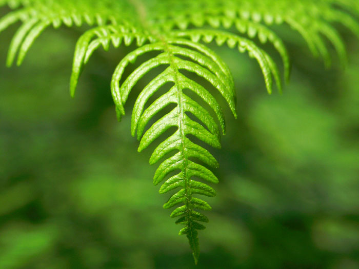 zartes Grün im Frühling