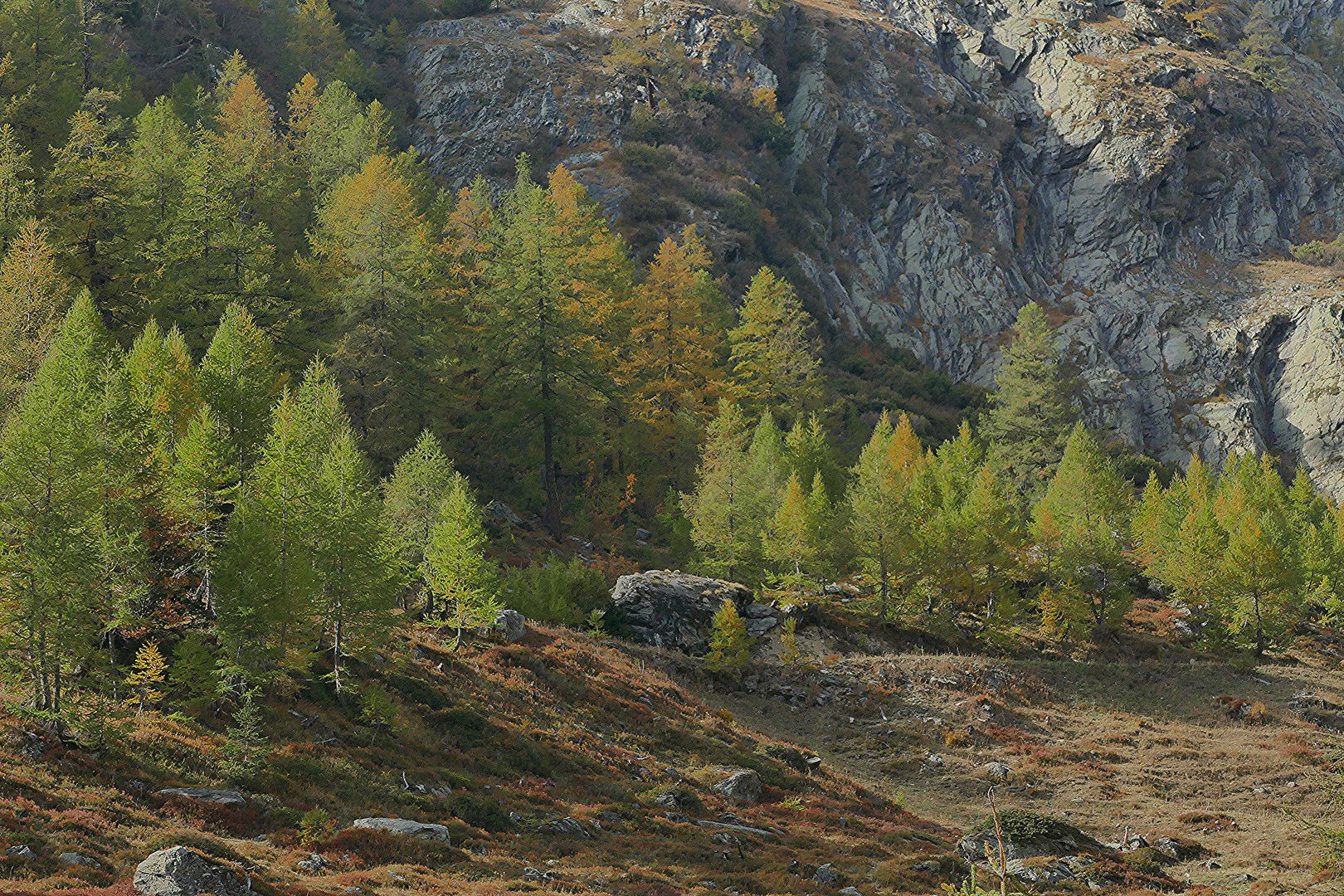 Zartes Grün im Herbst