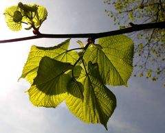 Zartes Grün im morgenlicht.