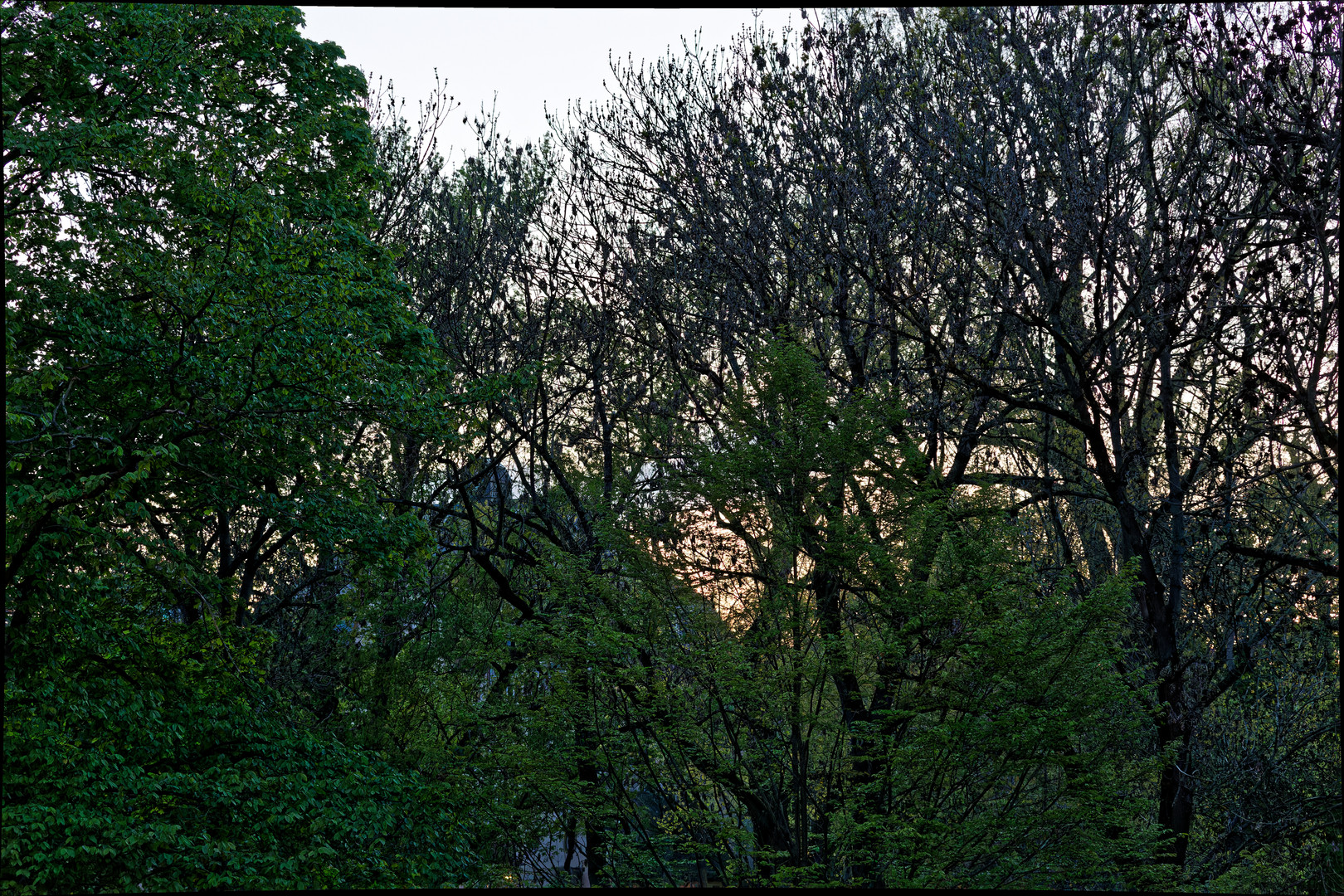 Zartes Grün im Park