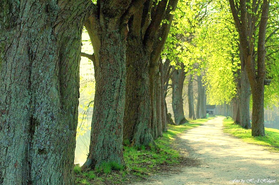 Zartes Grün in der Frühlingssonne