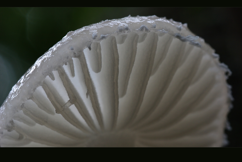 Zartes im düsteren Urwald