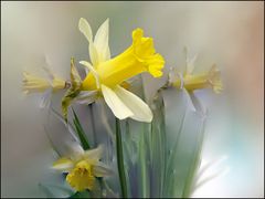 Zartes im Frühling...