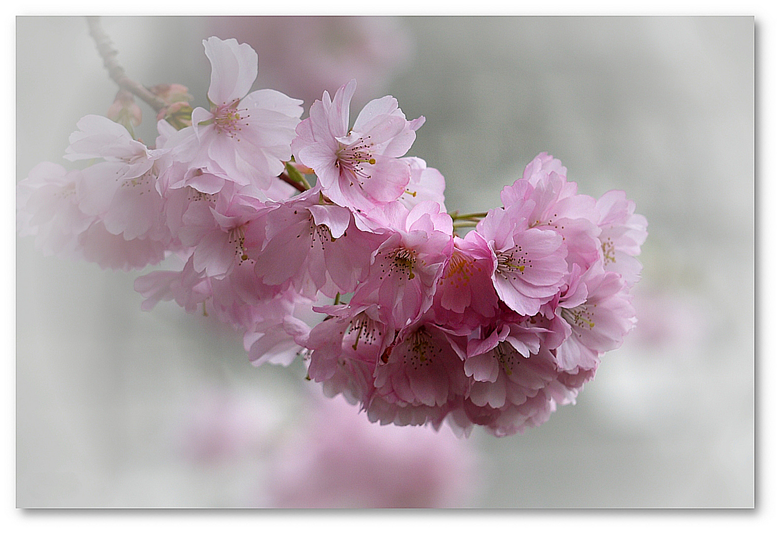 zartes im Frühling