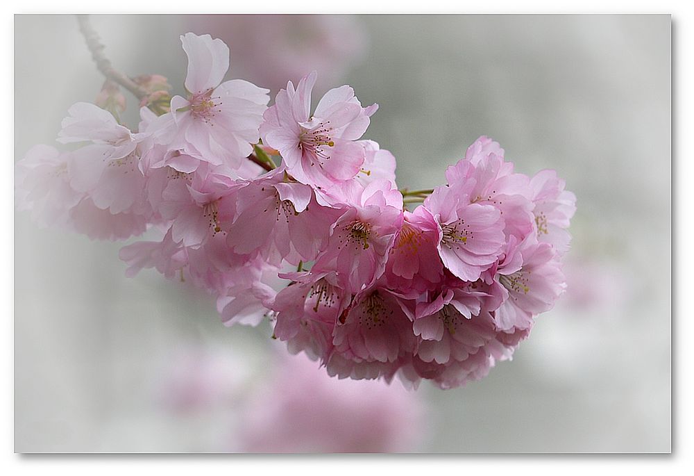 zartes im Frühling von Lieselotte D. 