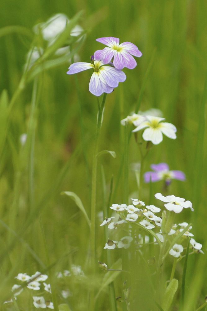 Zartes im Gras