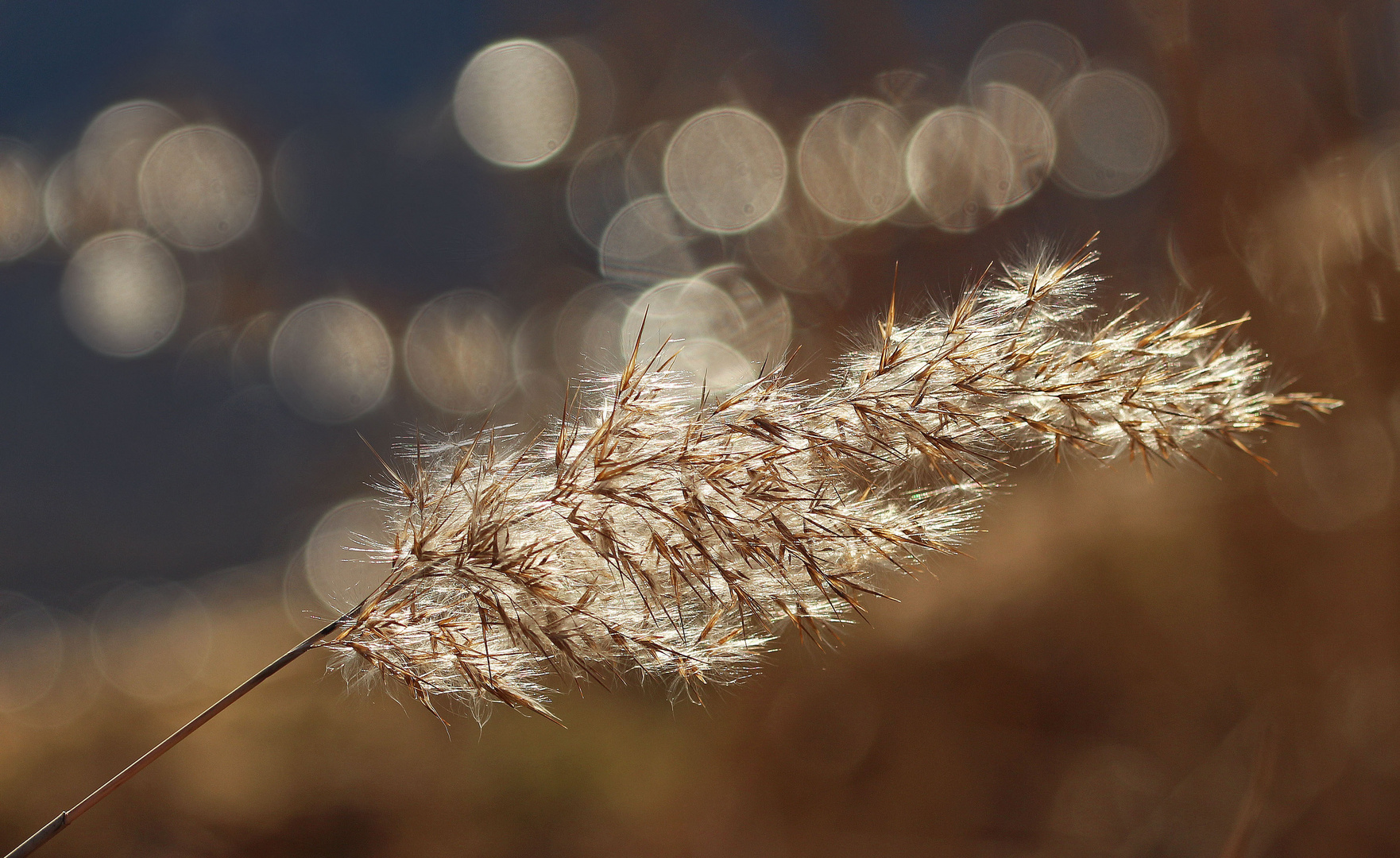 Zartes im Wind