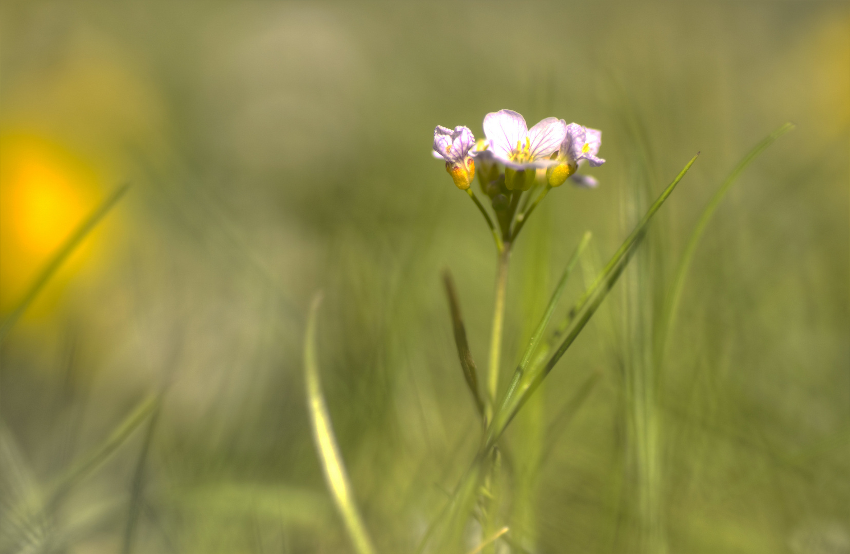 Zartes in der Wiese