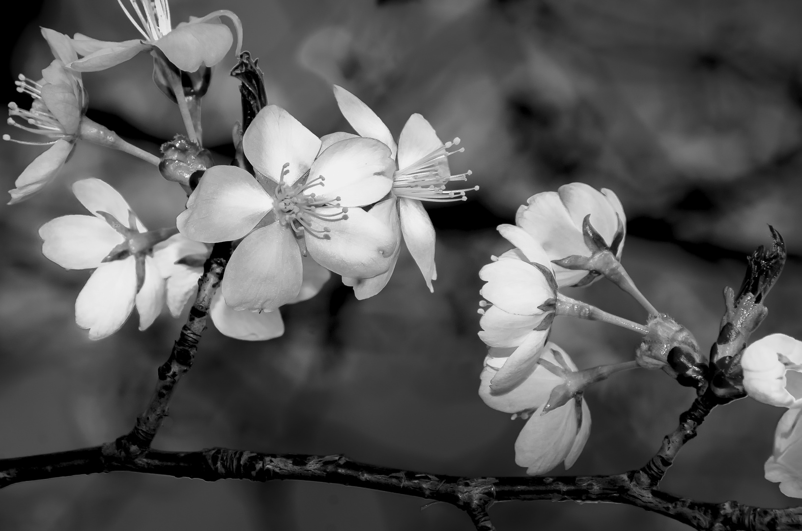 Zartes in schwarz-weiss