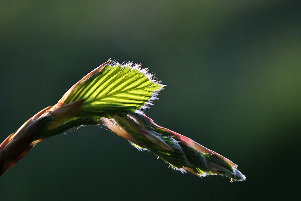 zartes junges Blatt