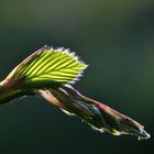 zartes junges Blatt