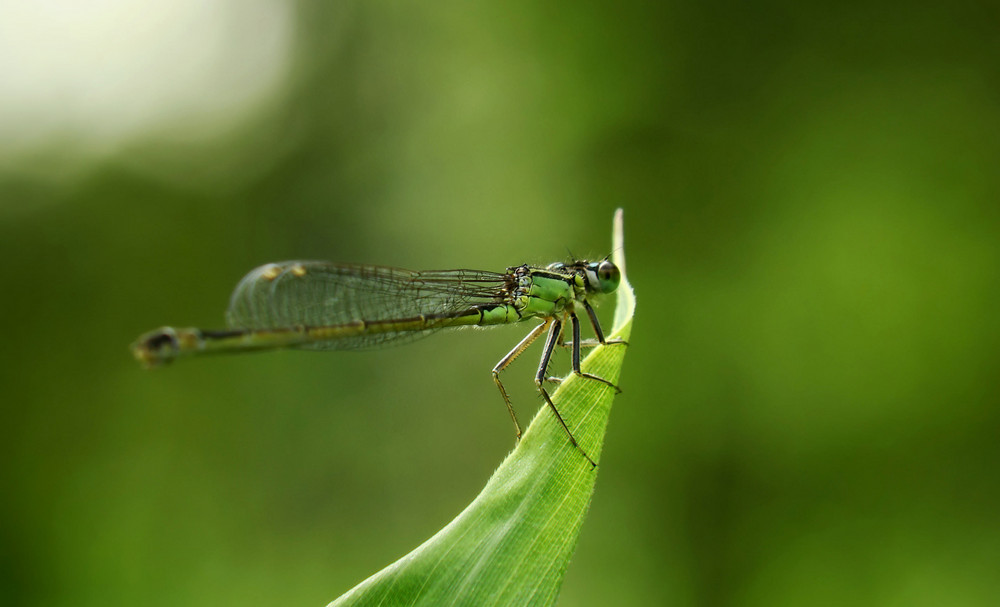 Zartes Libellchen