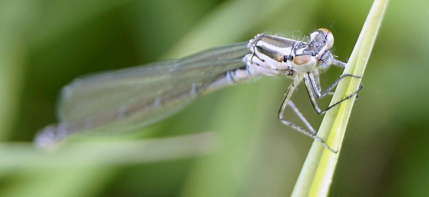 Zartes Libellchen