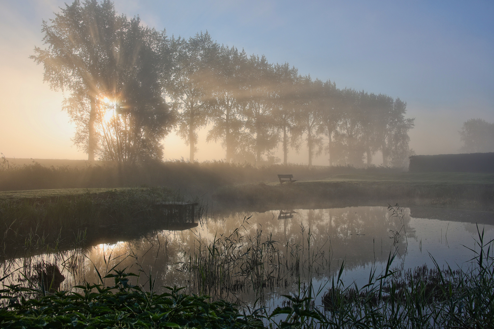 Zartes Licht im Frühnebel