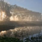 Zartes Licht im Frühnebel