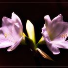 ) zartes lila (
