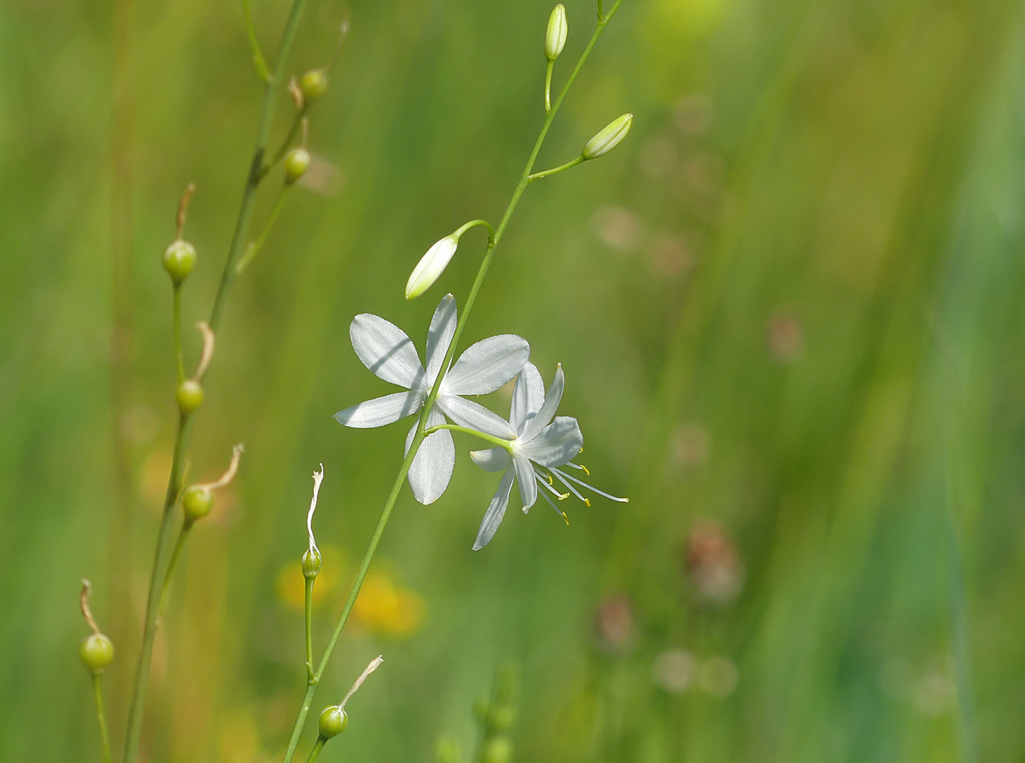 Zartes Mittwochsbblümchen