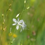 Zartes Mittwochsbblümchen