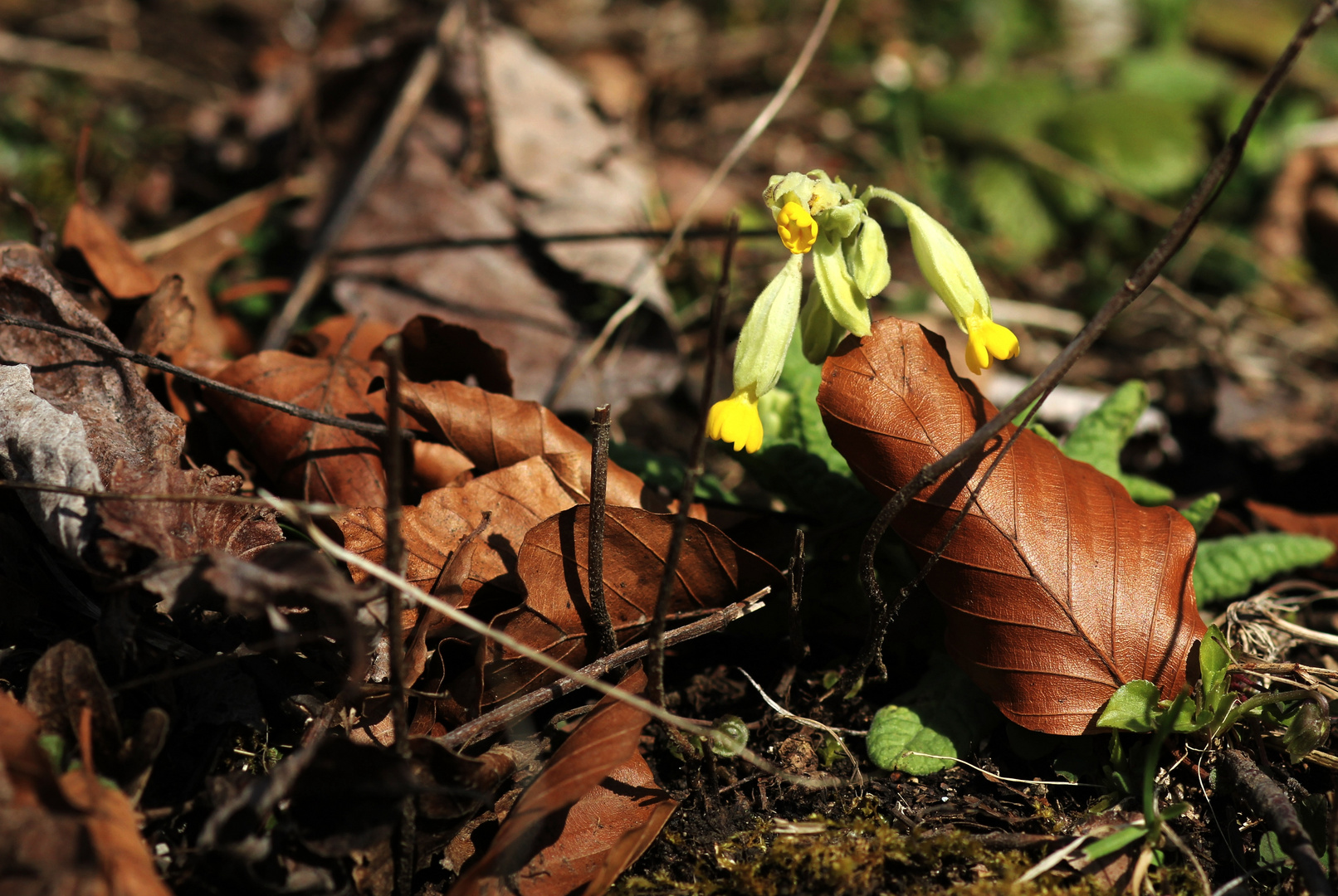 zartes Mittwochsblümchen