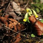 zartes Mittwochsblümchen