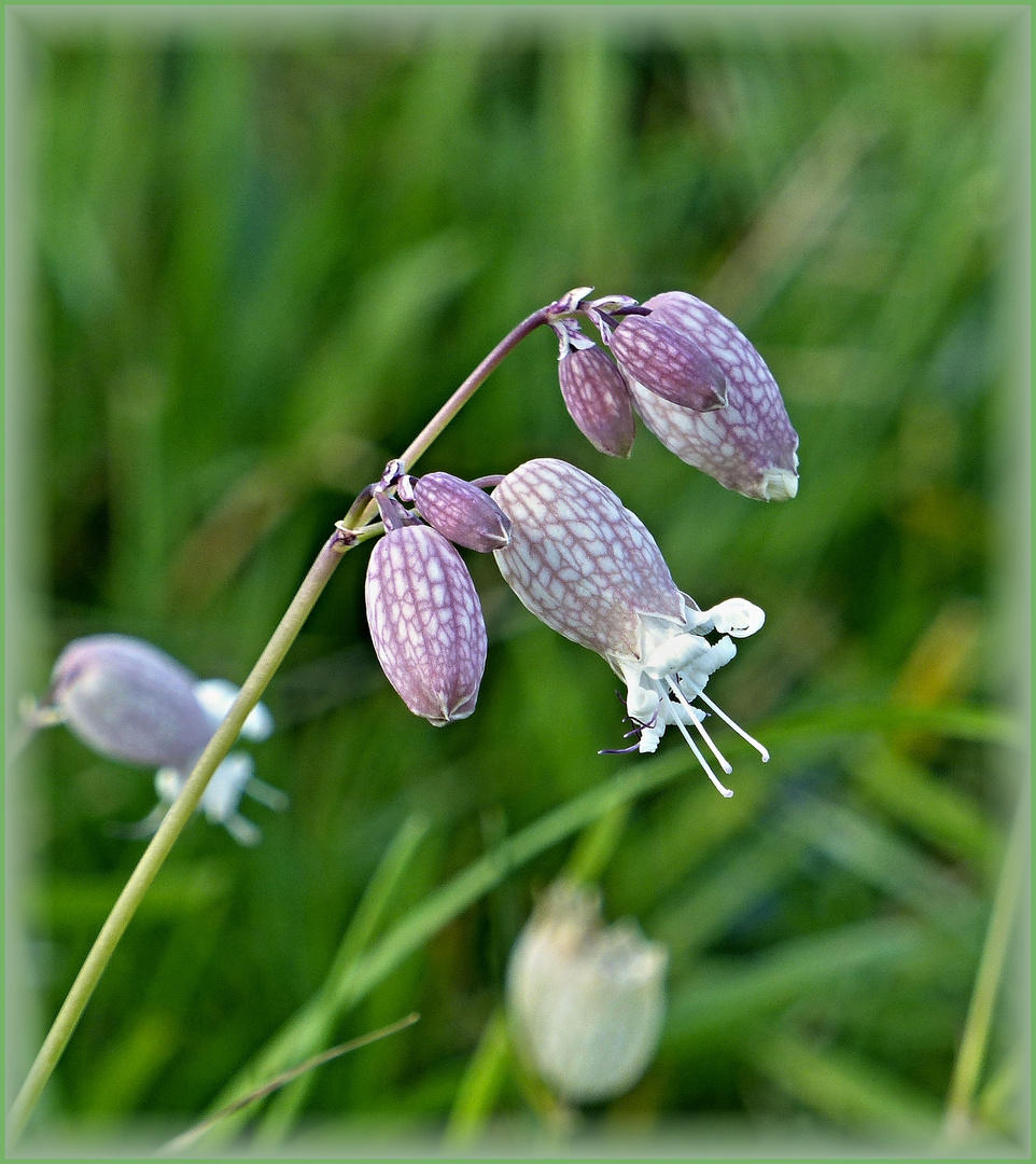 zartes Mittwochsblümchen