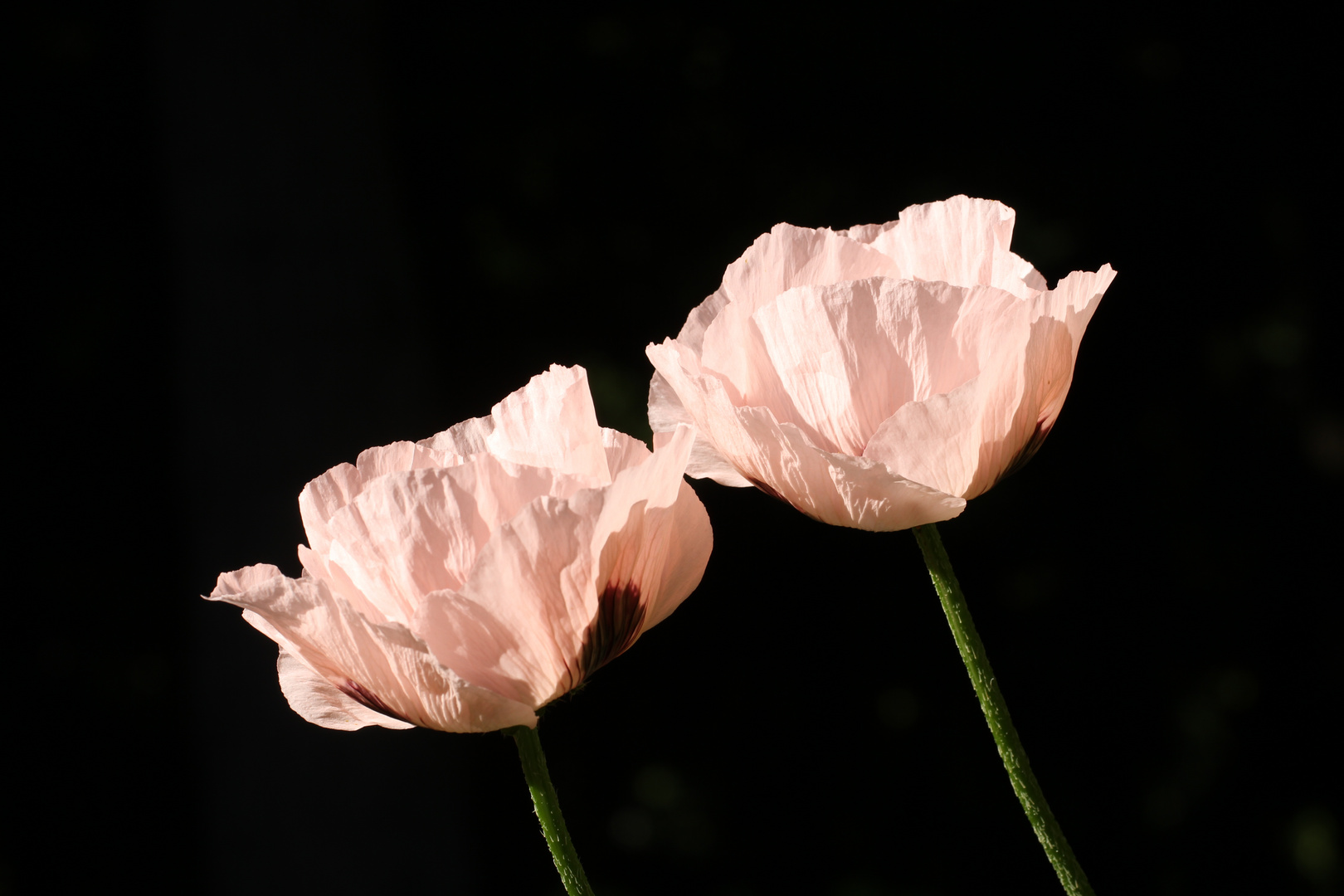 zartes Mohn-Pärchen