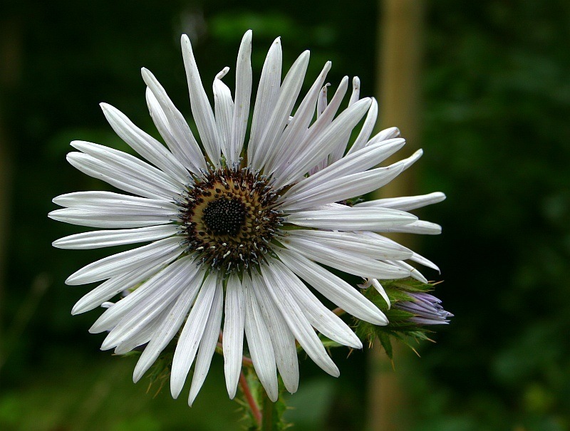 zartes Pflänzchen