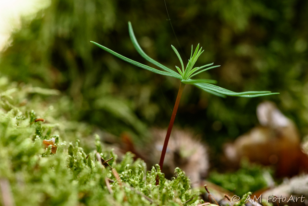 Zartes Pflänzchen