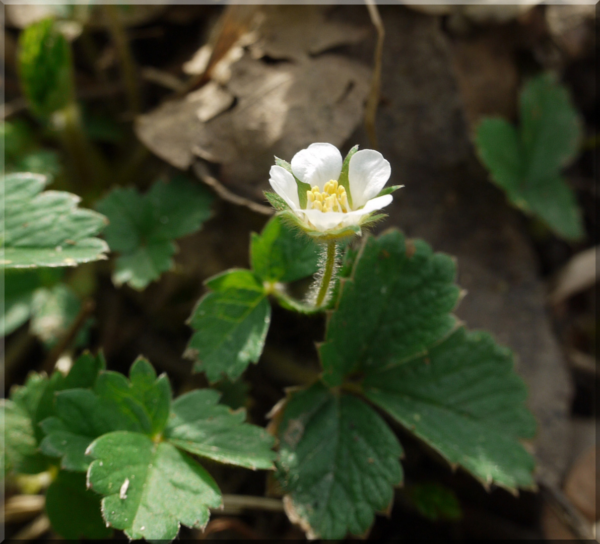 zartes Pflänzchen blüht am Wegesrand