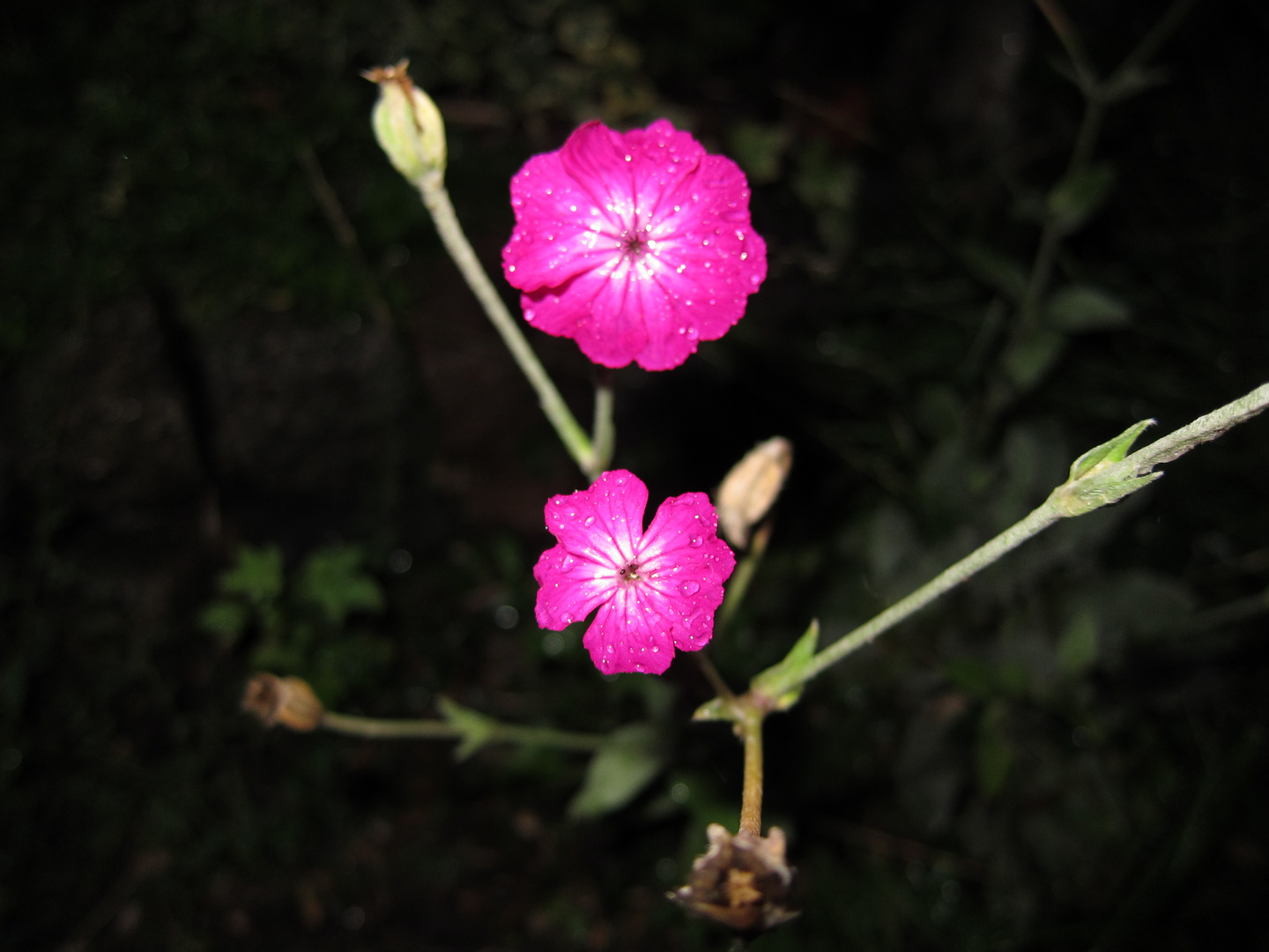 Zartes Pflänzchen